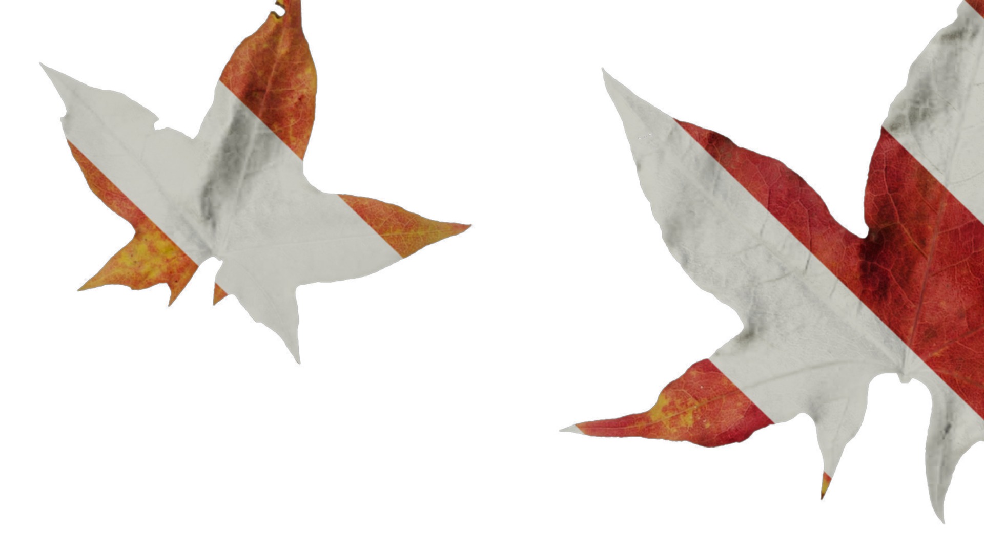 Anydrafts Acer saccharum Leaf 01 Texture_1