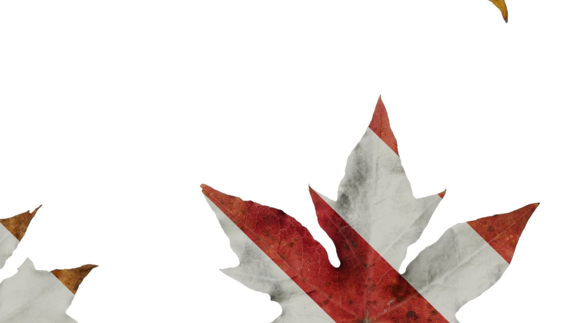 Anydrafts Acer saccharum Leaf 01 Texture_4