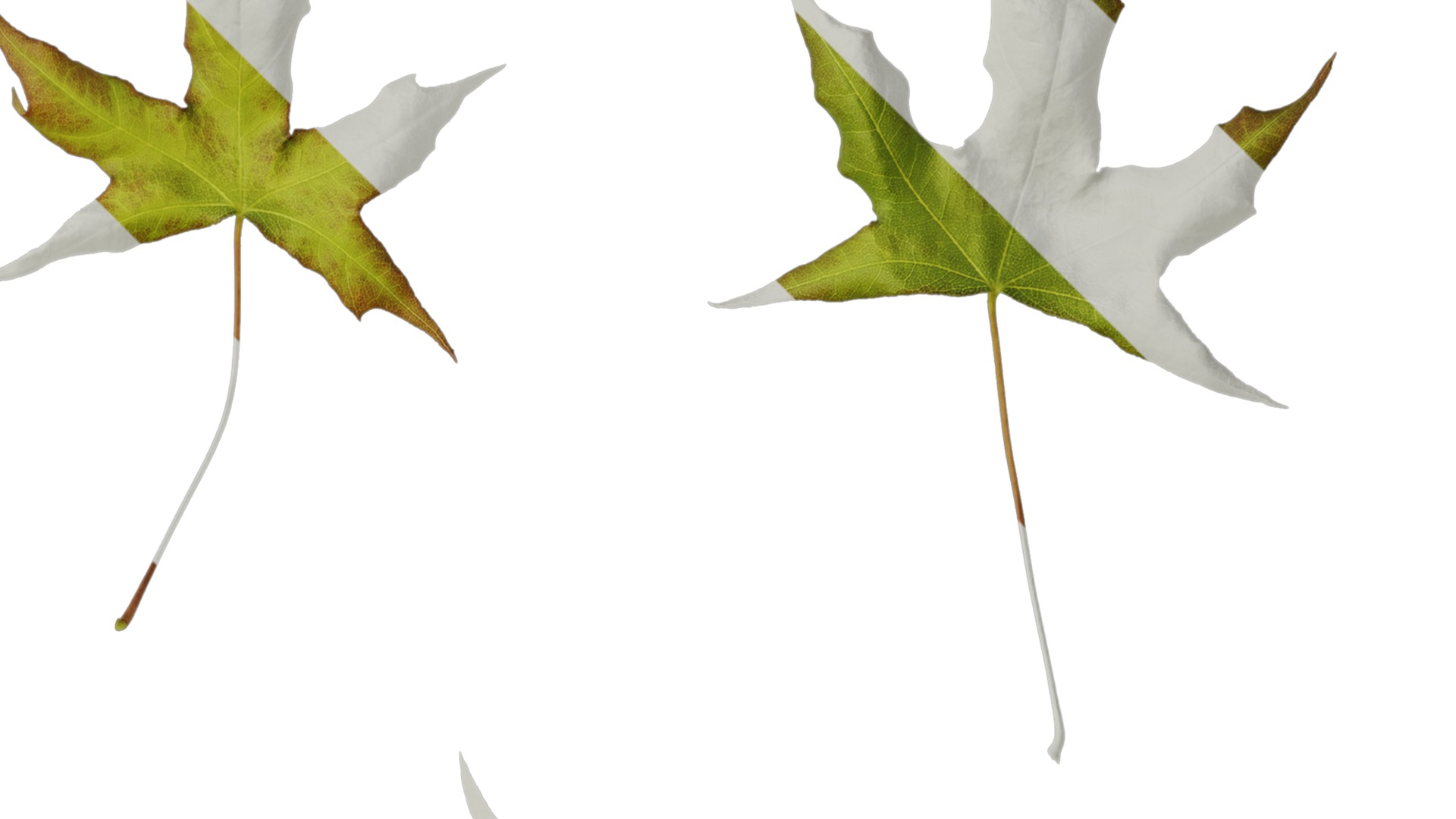 Anydrafts Acer saccharum Leaf 07 Texture_2