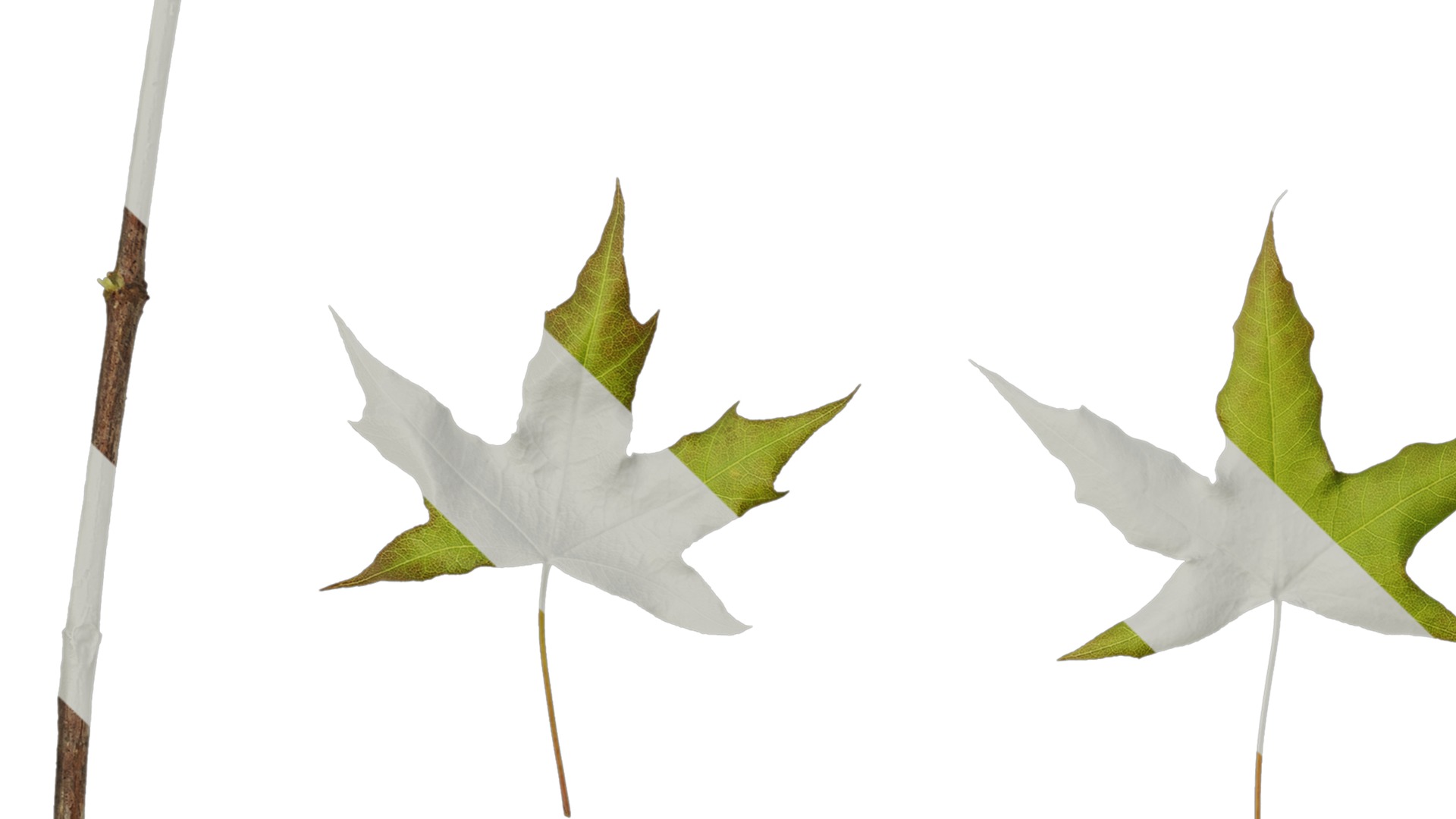 Anydrafts Acer saccharum Leaf 07 Texture_3