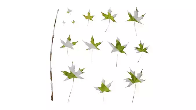 Anydrafts Acer saccharum Leaf 07