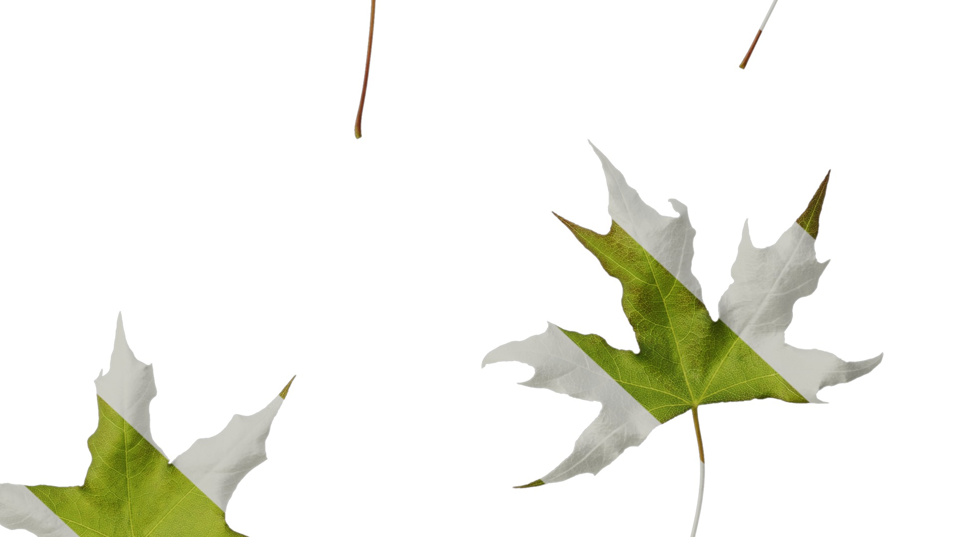 Anydrafts Acer saccharum Leaf 07 Texture_6