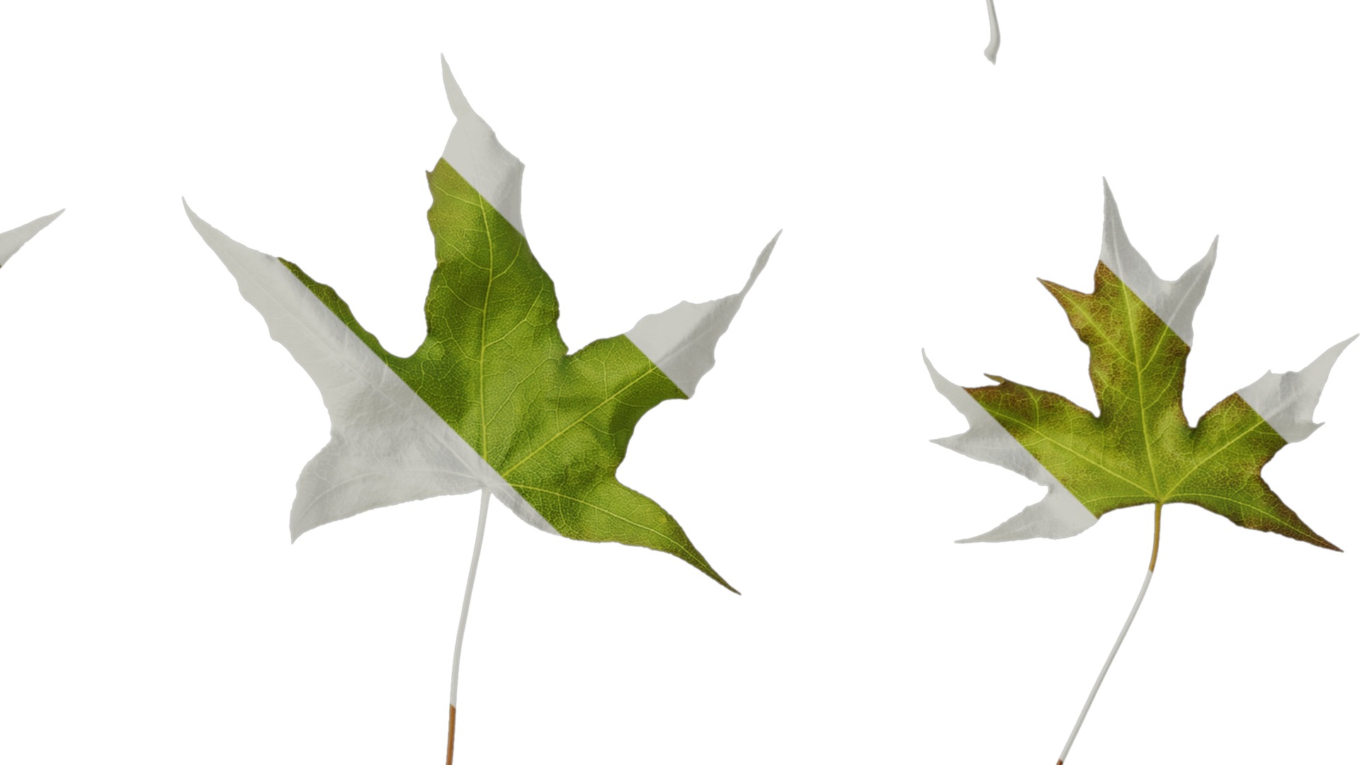 Anydrafts Acer saccharum Leaf 07 Texture_4