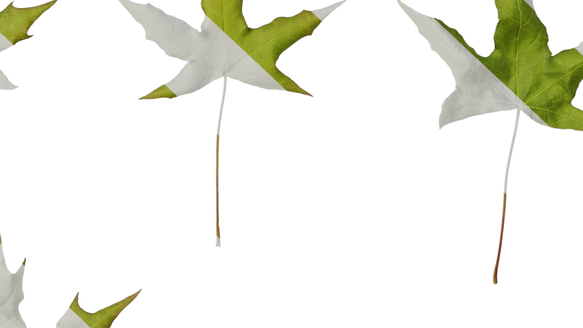 Anydrafts Acer saccharum Leaf 07 Texture_7