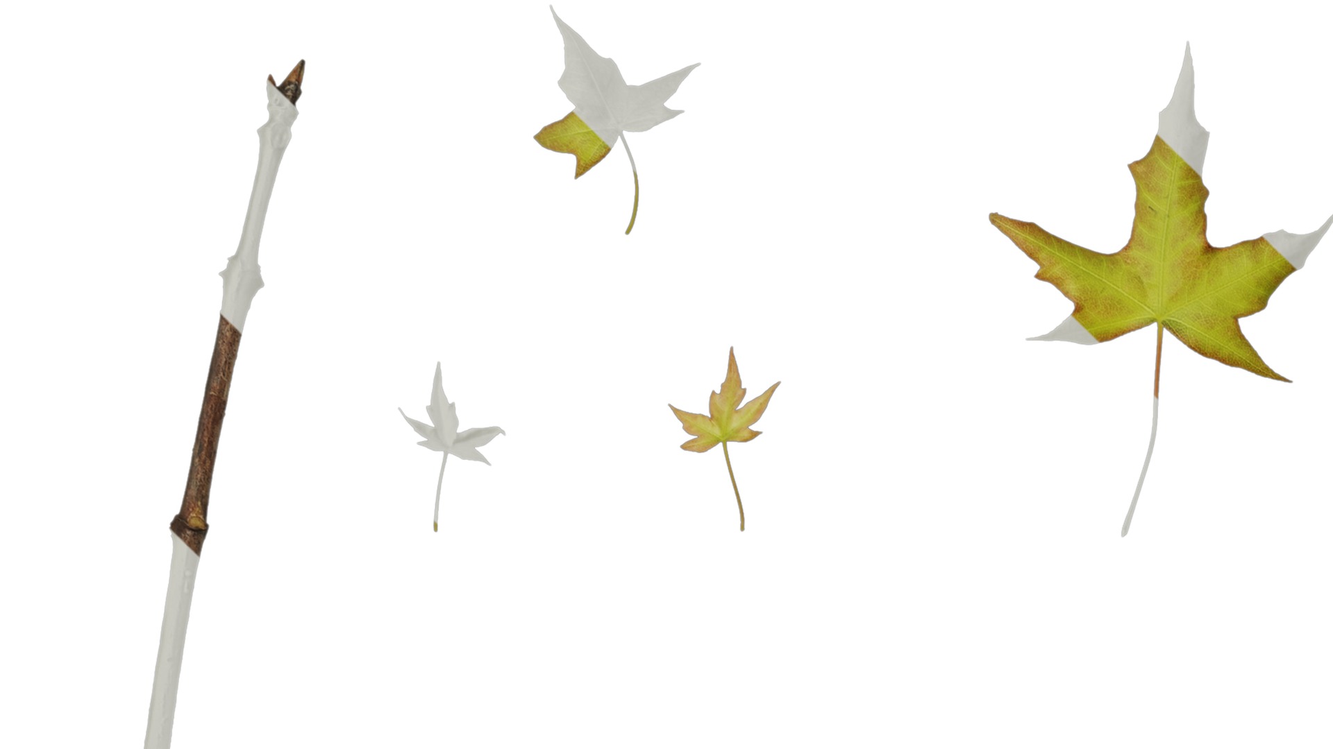 Anydrafts Acer saccharum Leaf 07 Texture_1