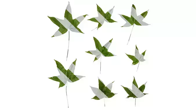 Anydrafts Acer sinense Leaf 01