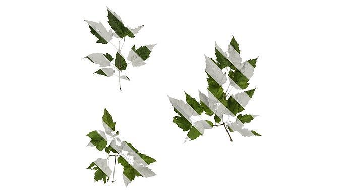 Anydrafts Acer tataricum Atlas 01 Texture
