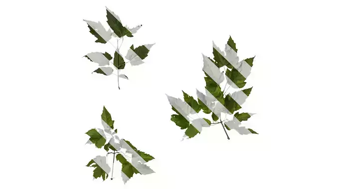 Anydrafts Acer tataricum Atlas 01