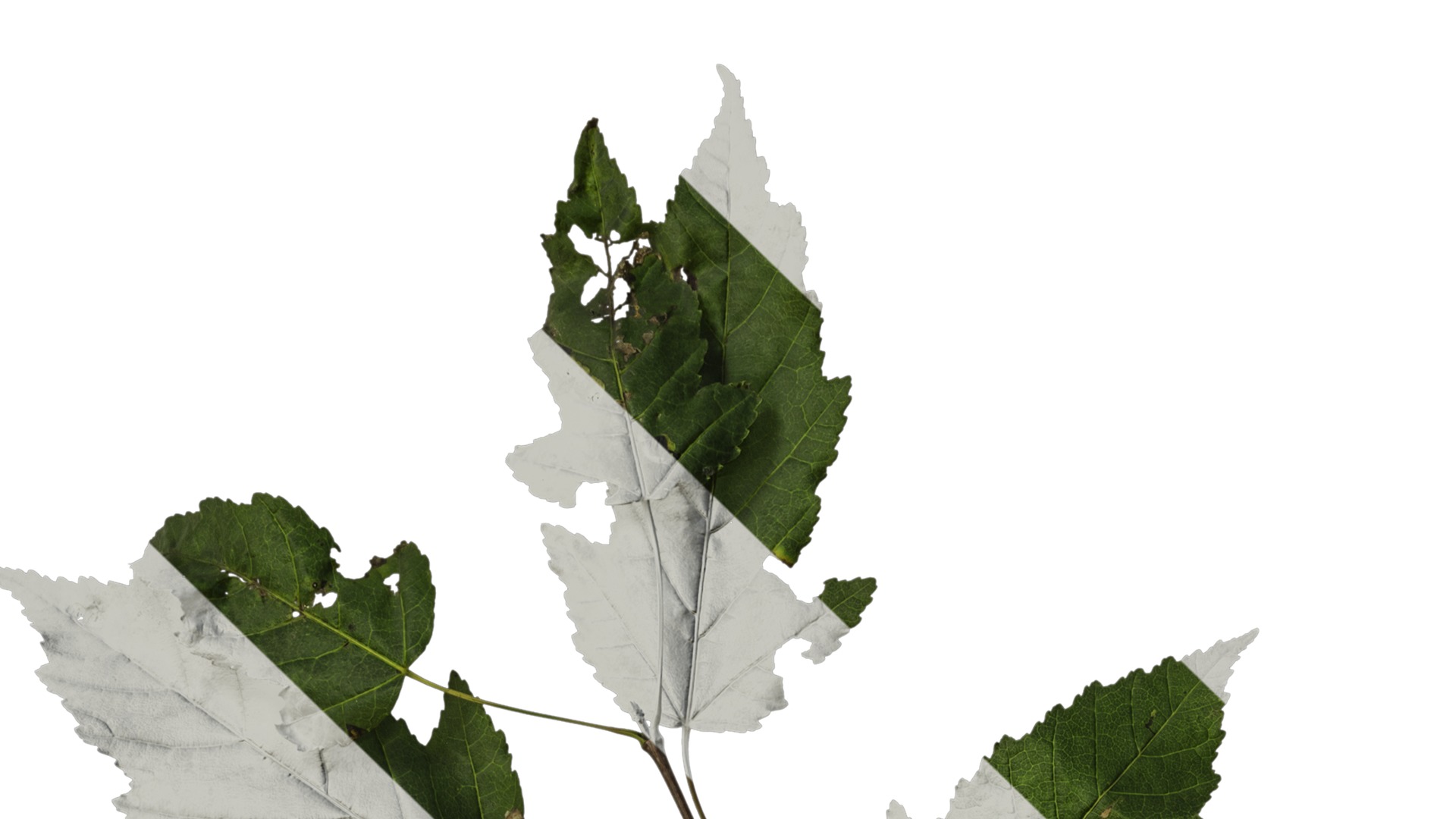 Anydrafts Acer tataricum Atlas 02 Texture_1