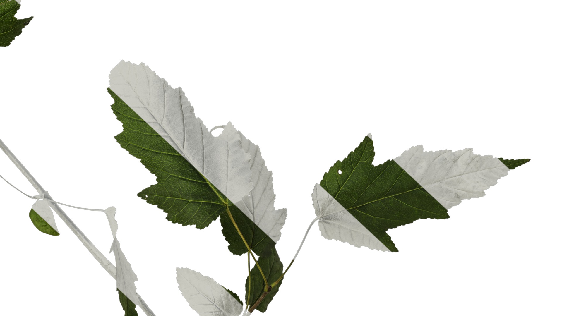 Anydrafts Acer tataricum Atlas 02 Texture_6