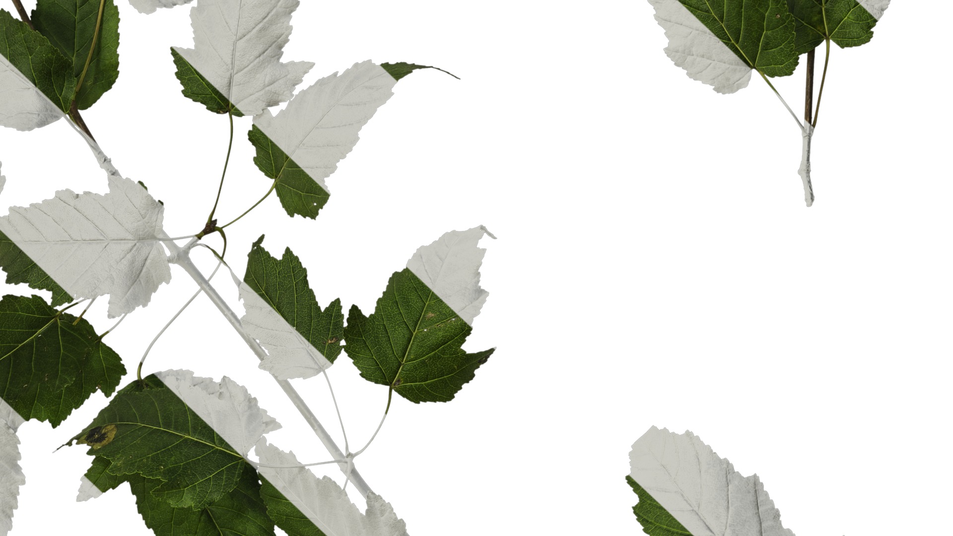 Anydrafts Acer tataricum Atlas 02 Texture_7