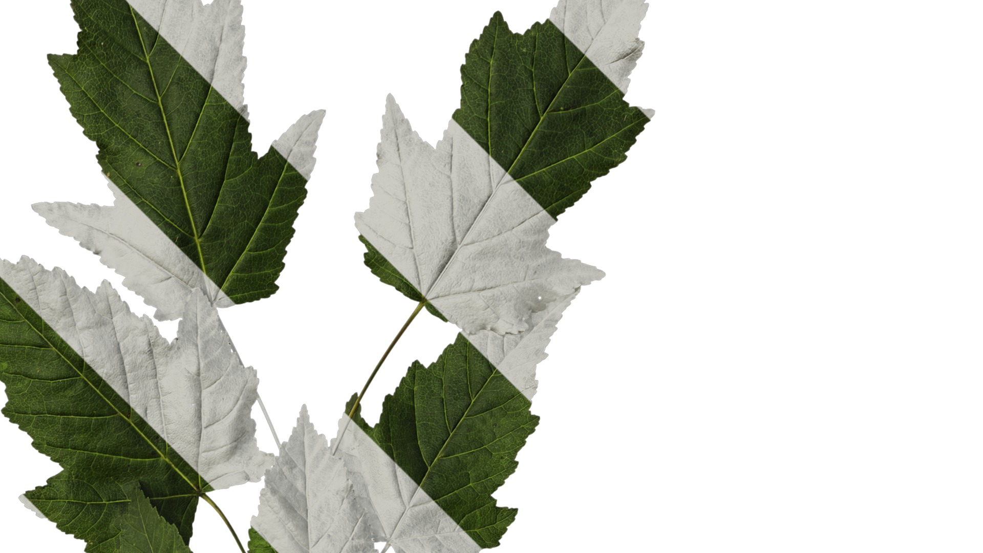 Anydrafts Acer tataricum Atlas 02 Texture_2