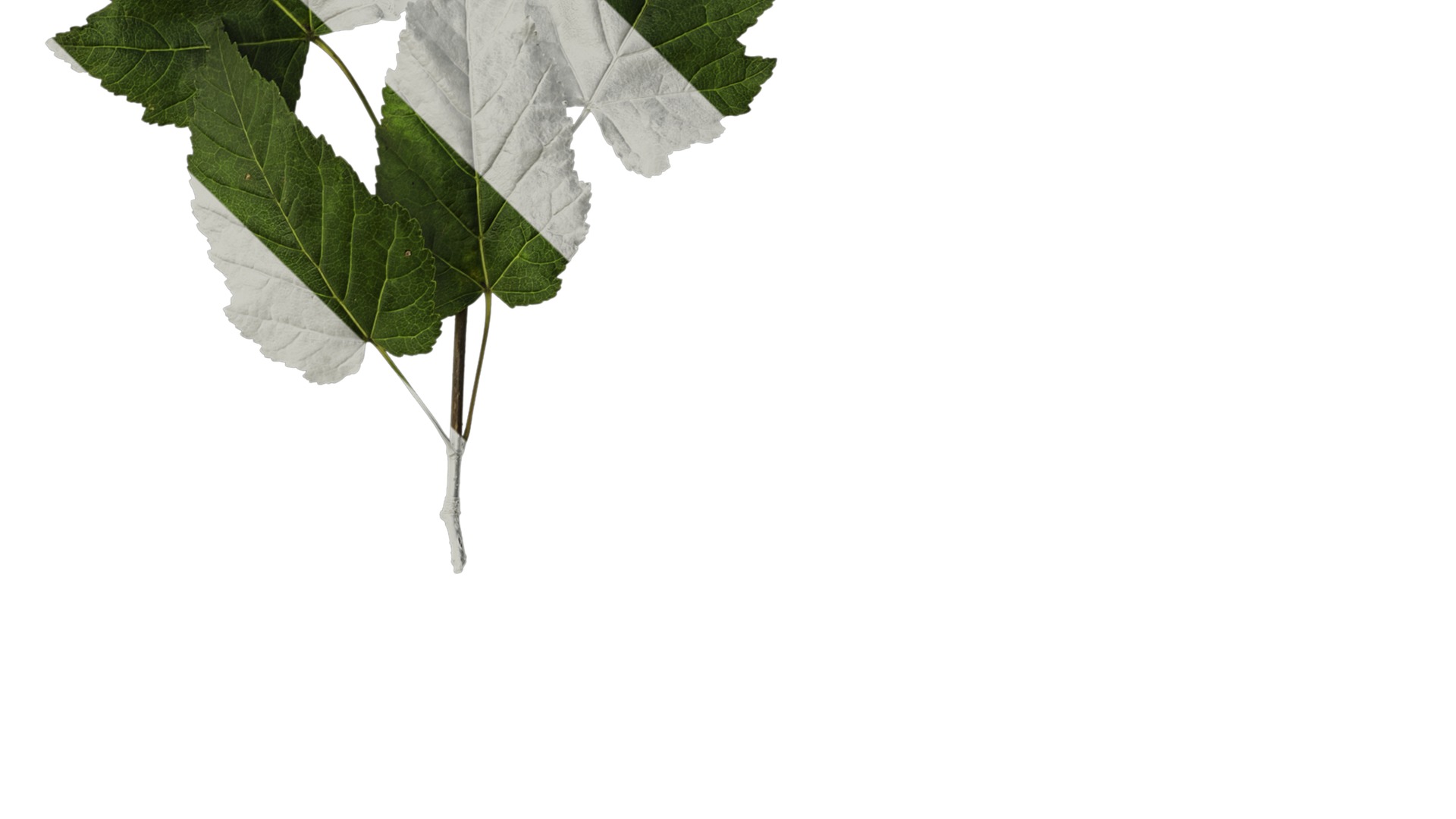 Anydrafts Acer tataricum Atlas 02 Texture_4