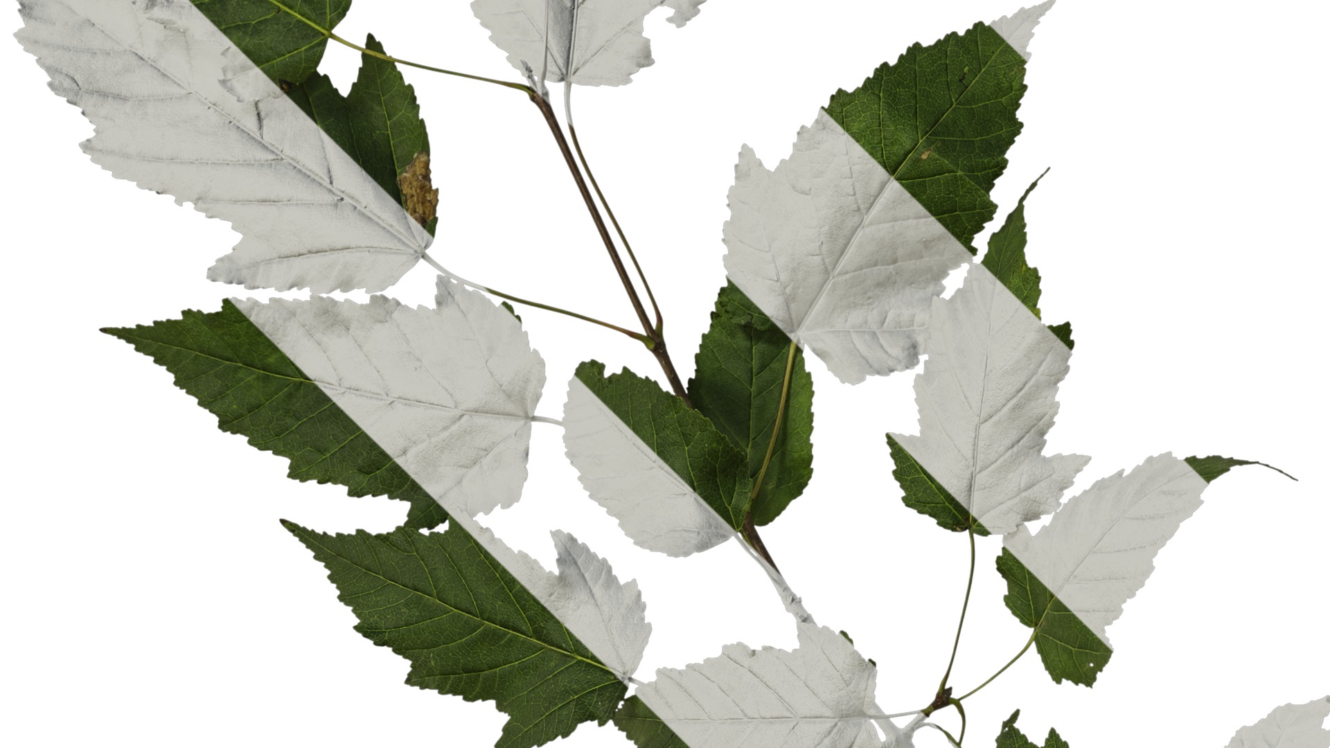 Anydrafts Acer tataricum Atlas 02 Texture_3