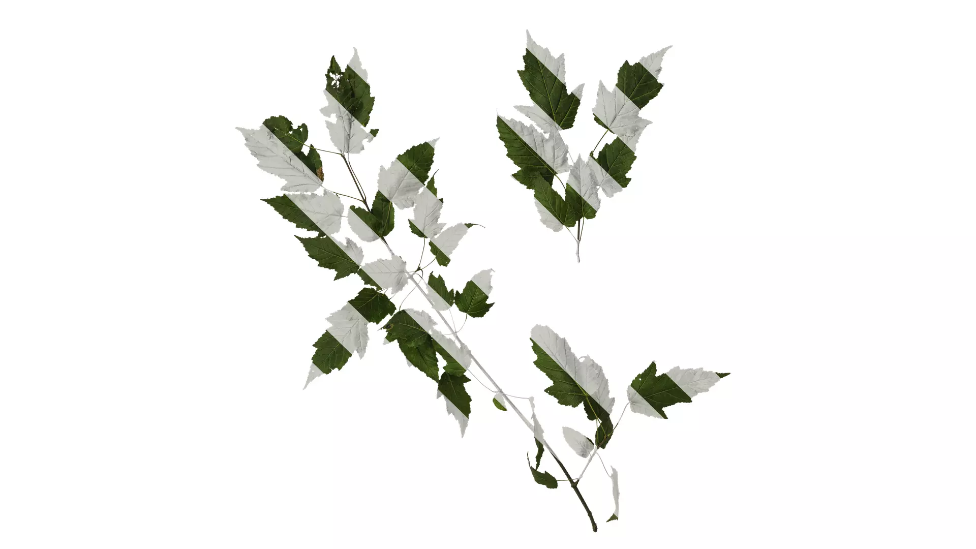 Anydrafts Acer tataricum Atlas 02 Texture_0