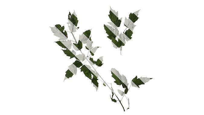Anydrafts Acer tataricum Atlas 02 Texture