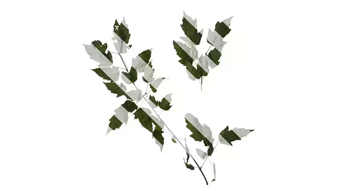 Anydrafts Acer tataricum Atlas 02