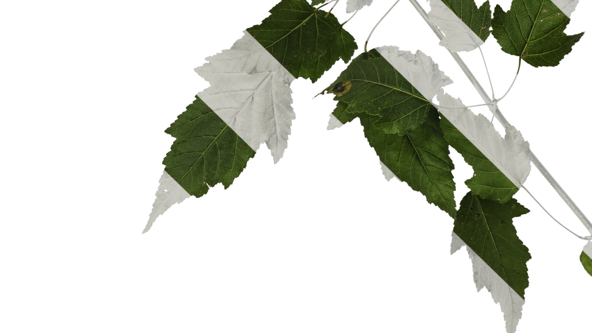 Anydrafts Acer tataricum Atlas 02 Texture_5