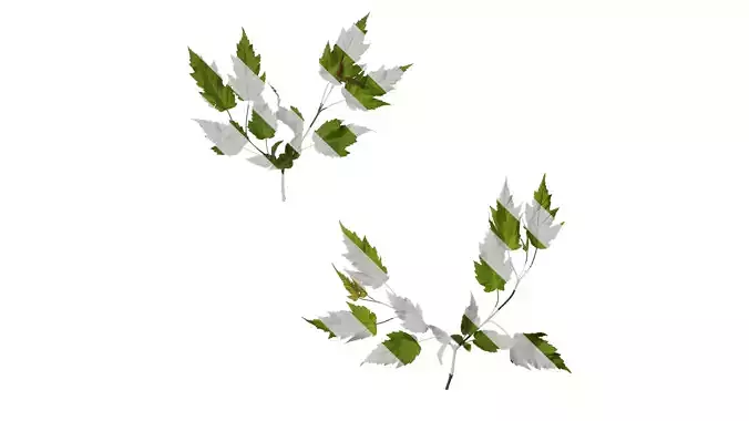 Anydrafts Acer tataricum Atlas 09