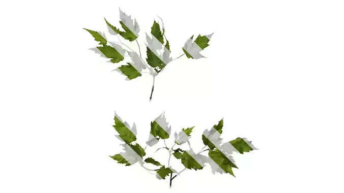 Anydrafts Acer tataricum Atlas 10