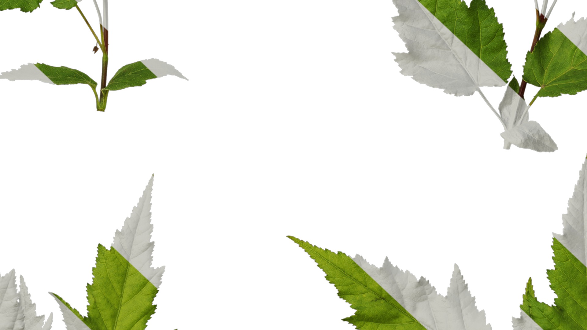 Anydrafts Acer tataricum Atlas 11 Texture_7