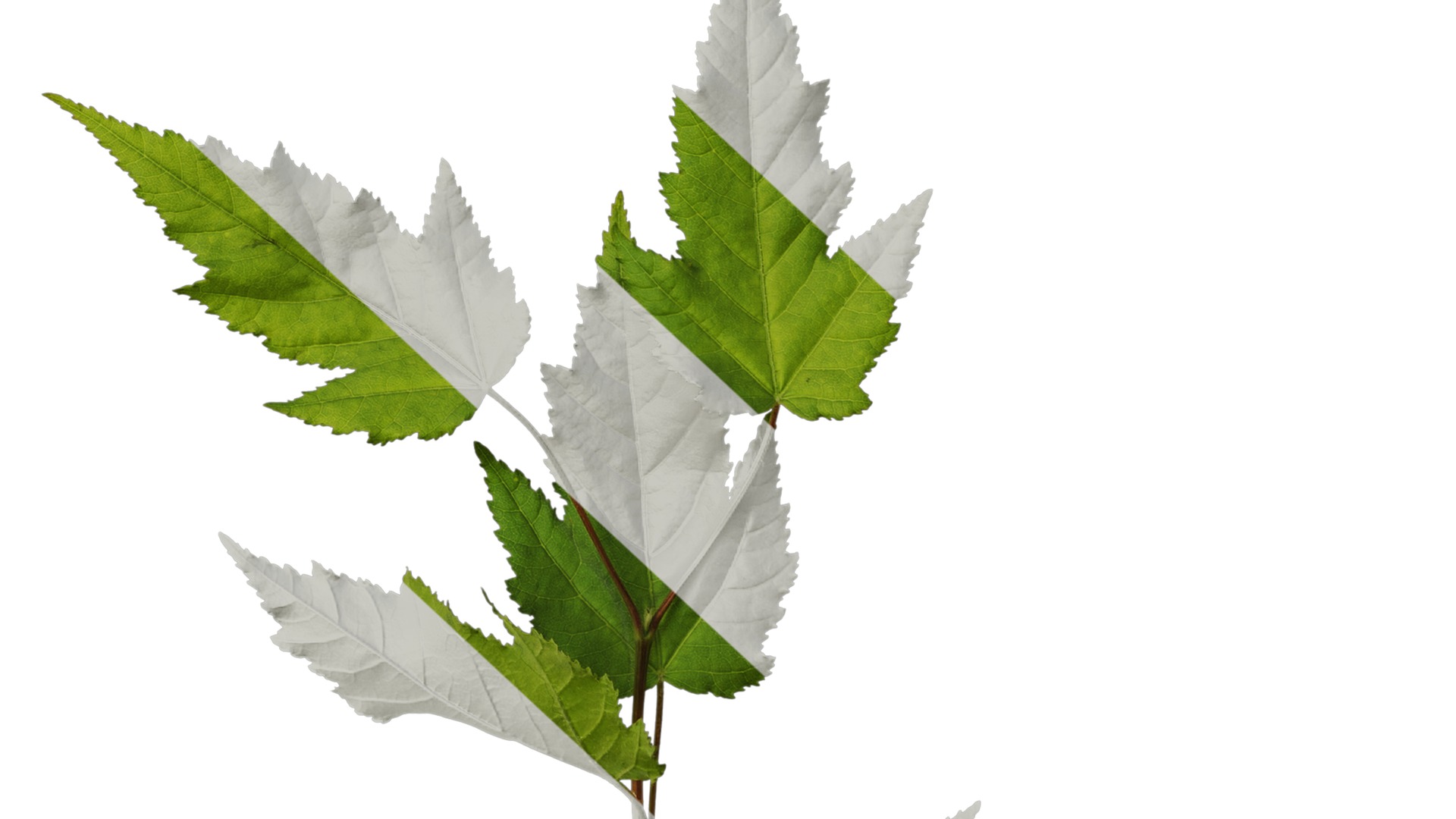 Anydrafts Acer tataricum Atlas 11 Texture_6