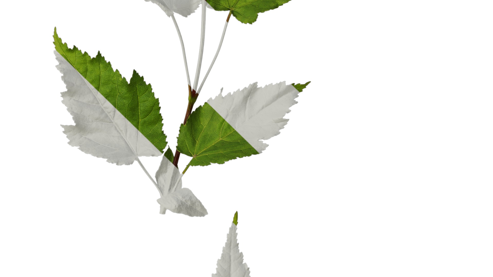 Anydrafts Acer tataricum Atlas 11 Texture_4