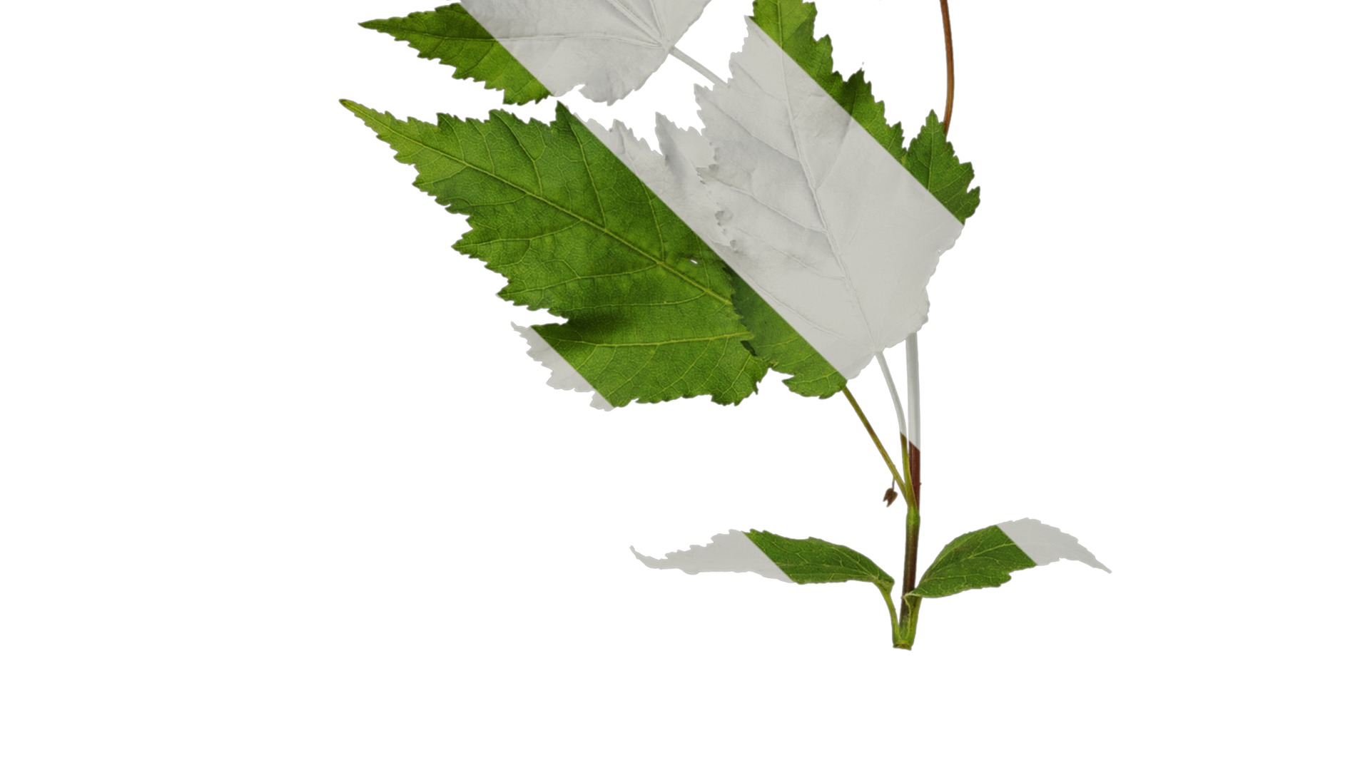 Anydrafts Acer tataricum Atlas 11 Texture_3