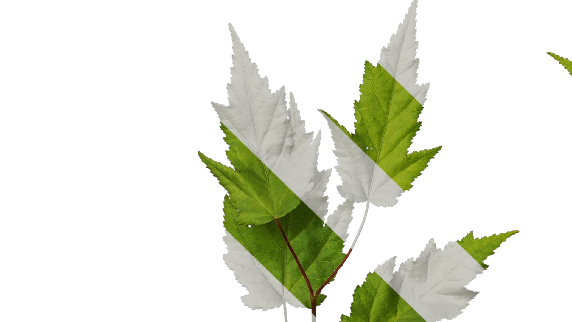 Anydrafts Acer tataricum Atlas 11 Texture_5