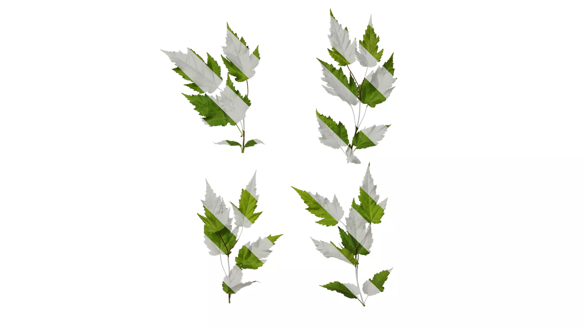 Anydrafts Acer tataricum Atlas 11 Texture_0