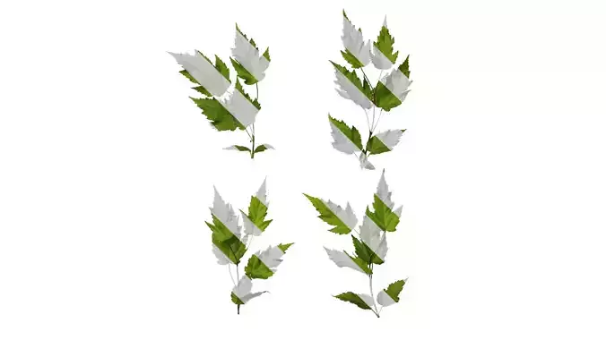 Anydrafts Acer tataricum Atlas 11