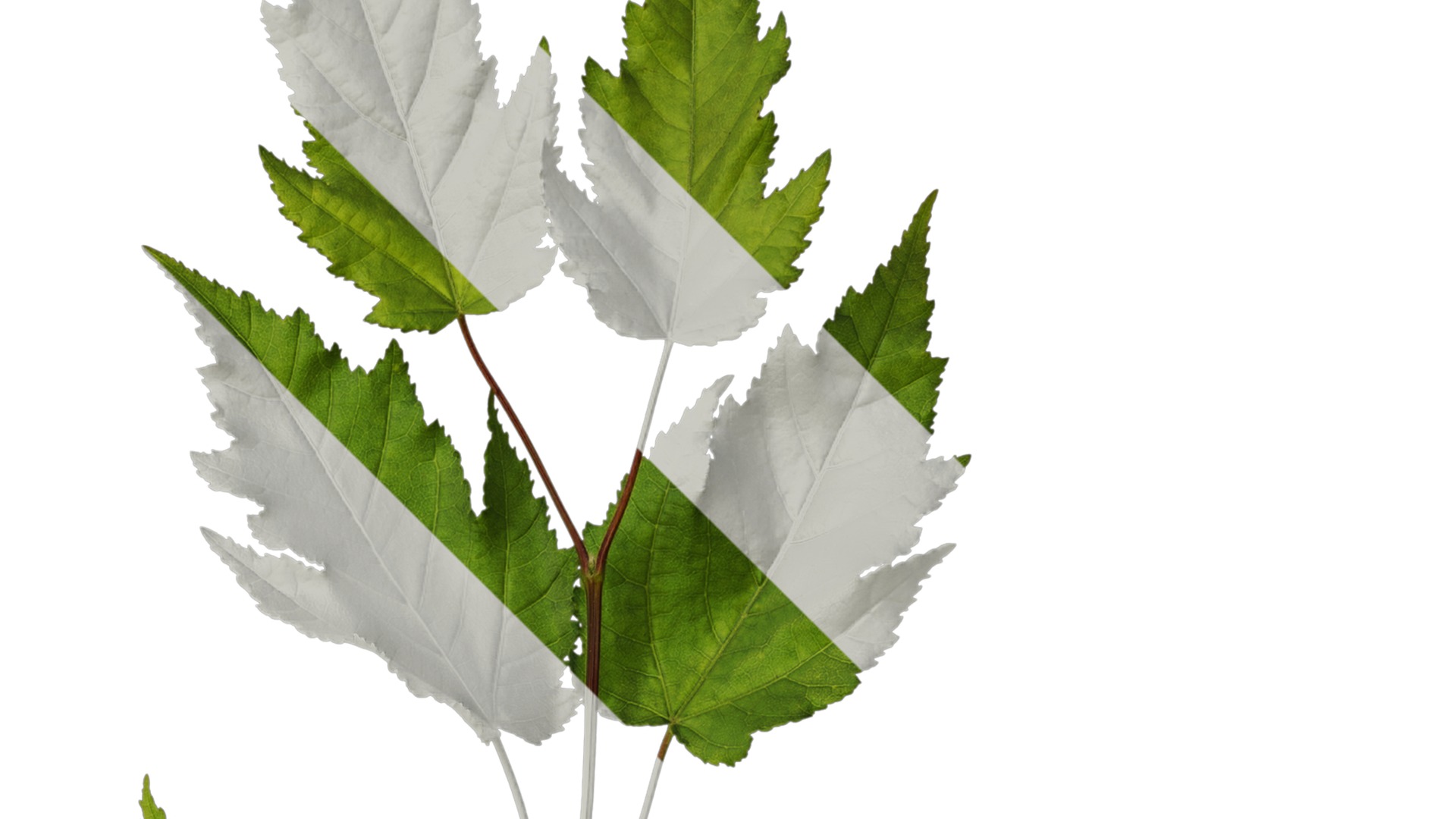 Anydrafts Acer tataricum Atlas 11 Texture_2