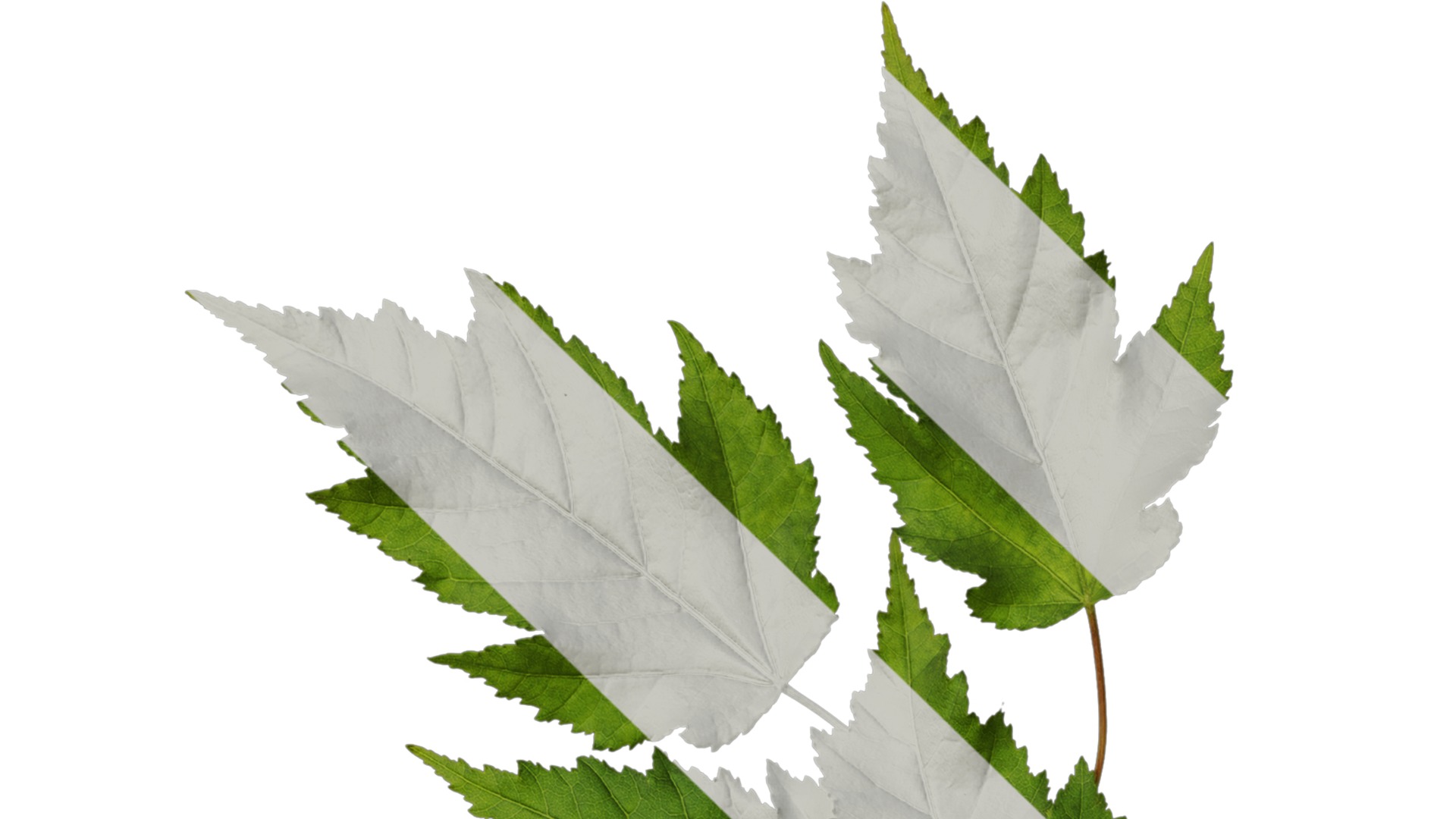 Anydrafts Acer tataricum Atlas 11 Texture_1