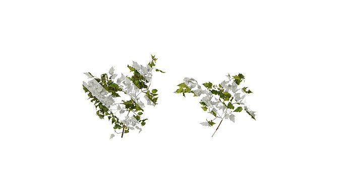 Anydrafts Acer tataricum Atlas 12 Texture