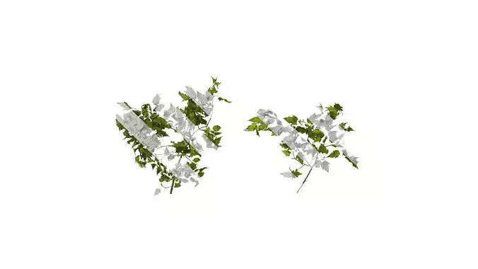 Anydrafts Acer tataricum Atlas 12