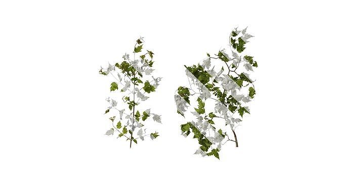 Anydrafts Acer tataricum Atlas 13 Texture