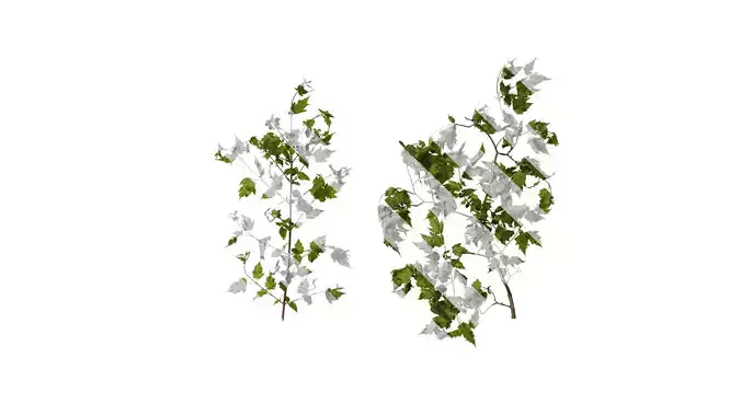 Anydrafts Acer tataricum Atlas 13