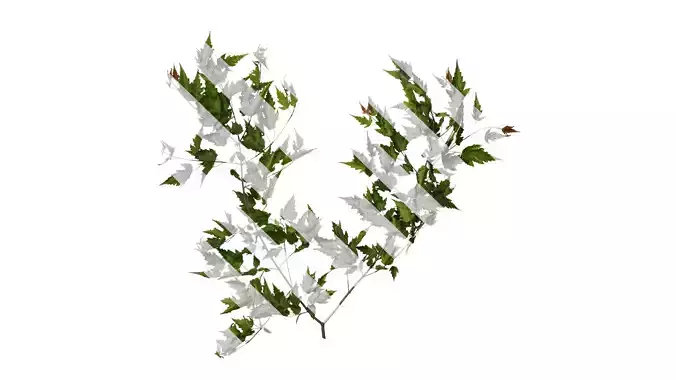 Anydrafts Acer tataricum Atlas 14