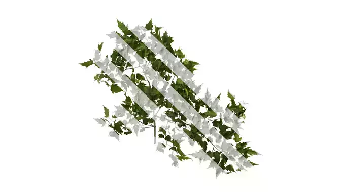 Anydrafts Acer tataricum Atlas 15