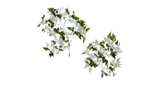 Anydrafts Acer tataricum Atlas 16 Texture