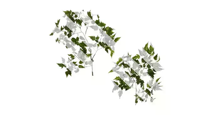 Anydrafts Acer tataricum Atlas 16