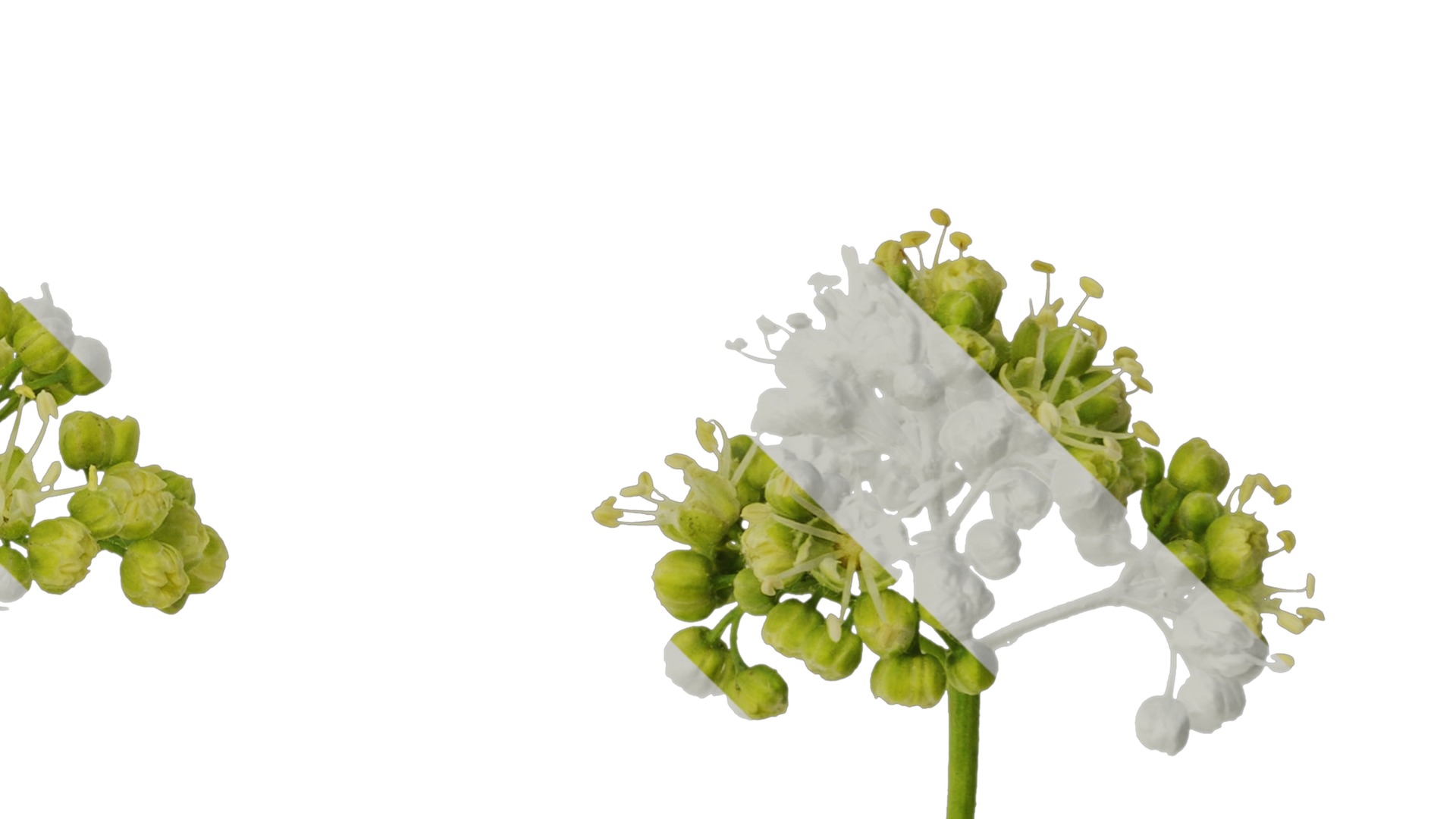 Anydrafts Acer tataricum Flower 01 Texture_4