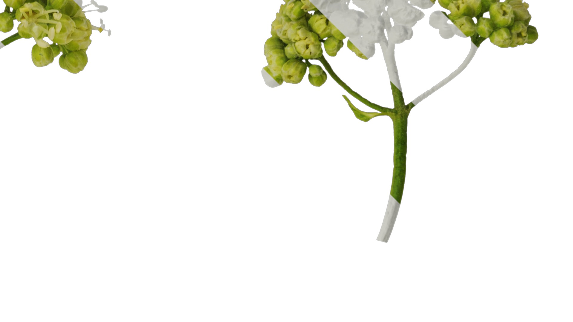 Anydrafts Acer tataricum Flower 01 Texture_2