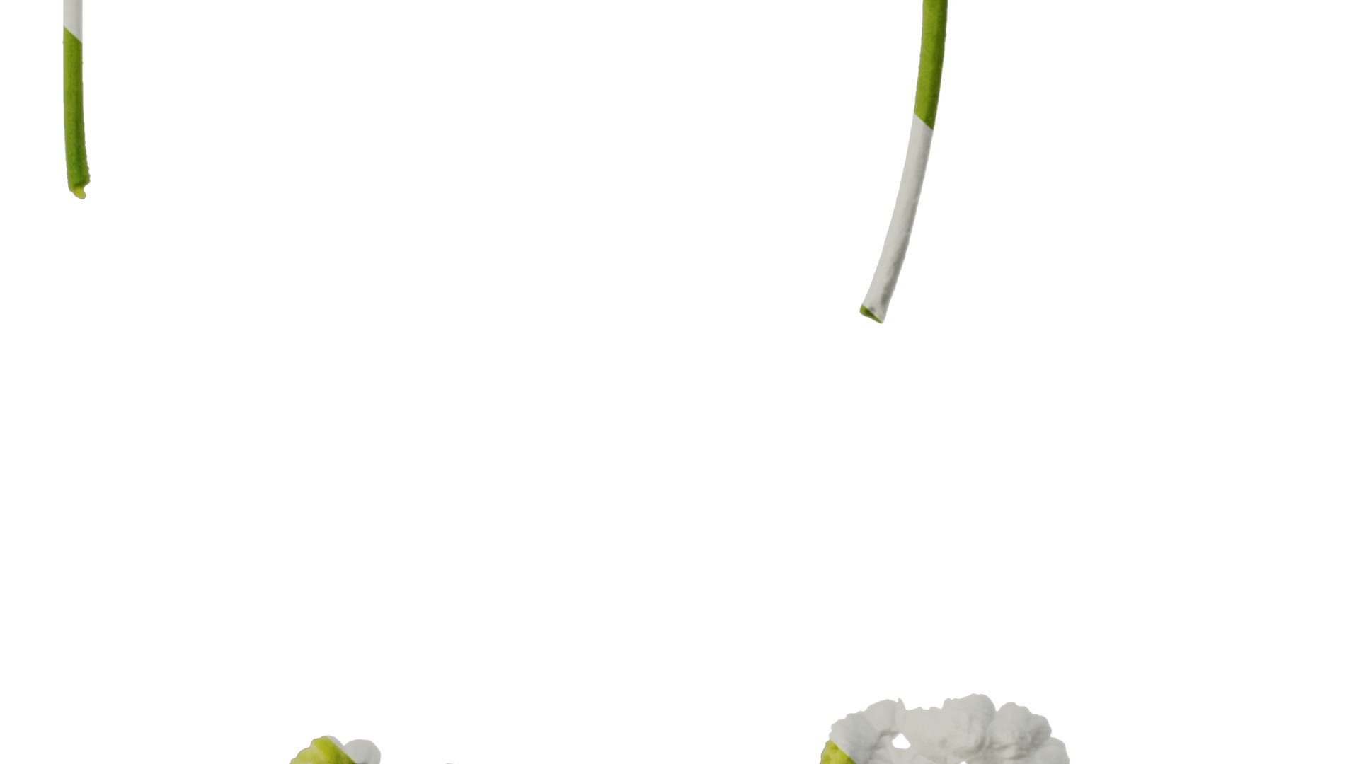 Anydrafts Acer tataricum Flower 01 Texture_6