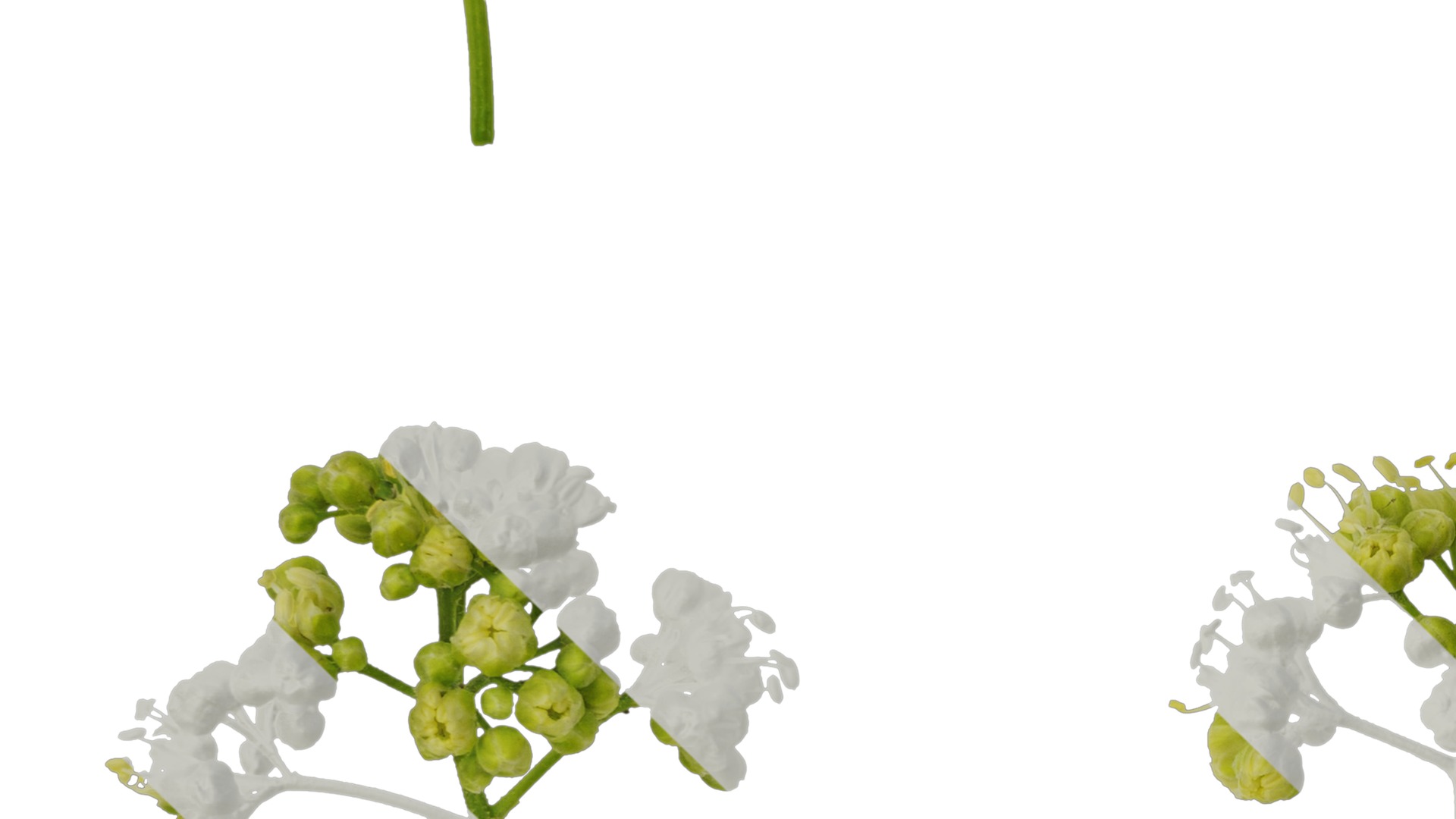 Anydrafts Acer tataricum Flower 01 Texture_3