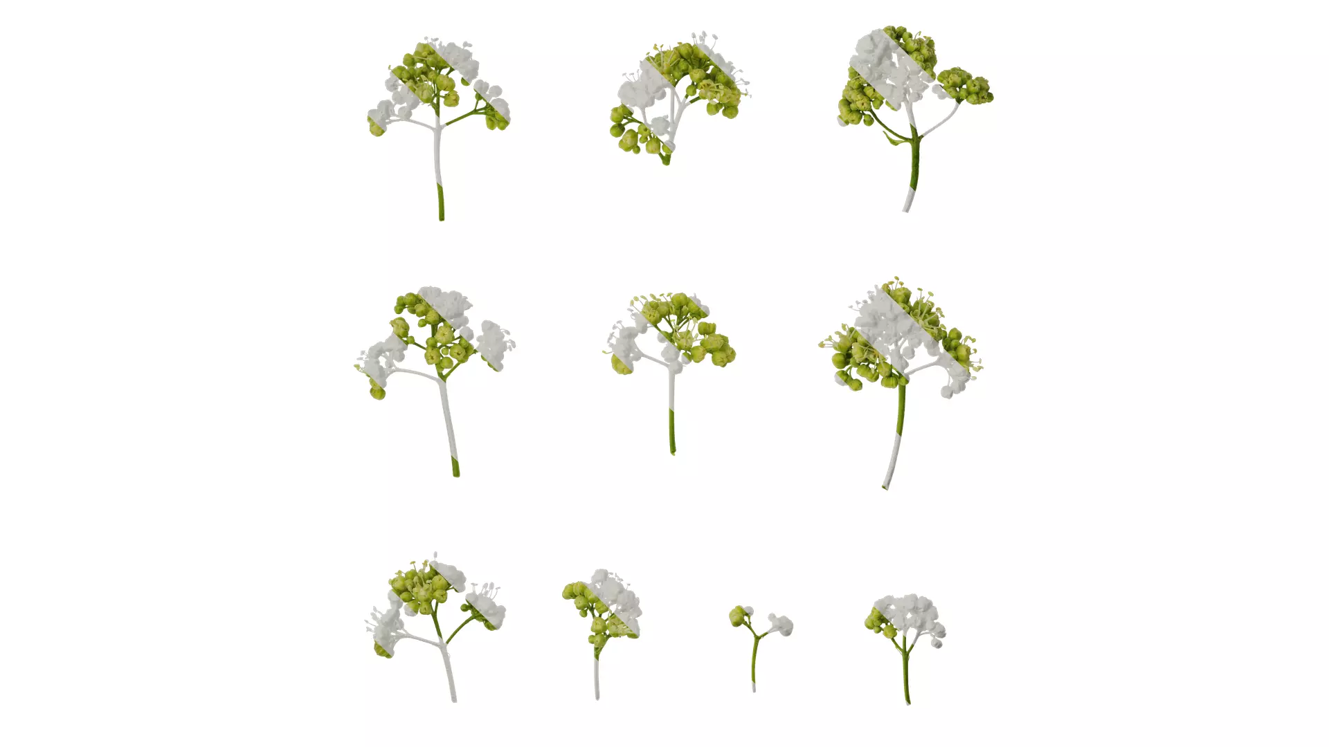 Anydrafts Acer tataricum Flower 01 Texture_0