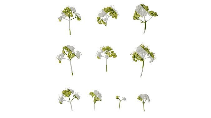 Anydrafts Acer tataricum Flower 01 Texture