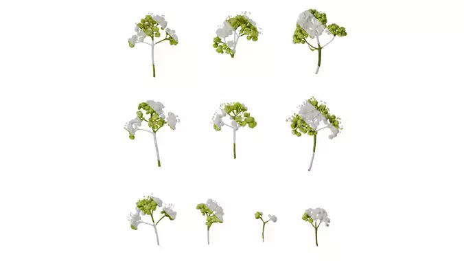 Anydrafts Acer tataricum Flower 01