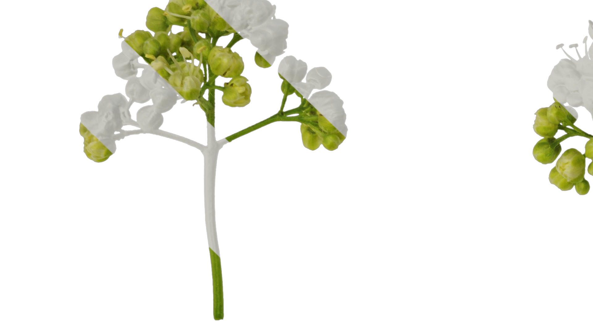 Anydrafts Acer tataricum Flower 01 Texture_1