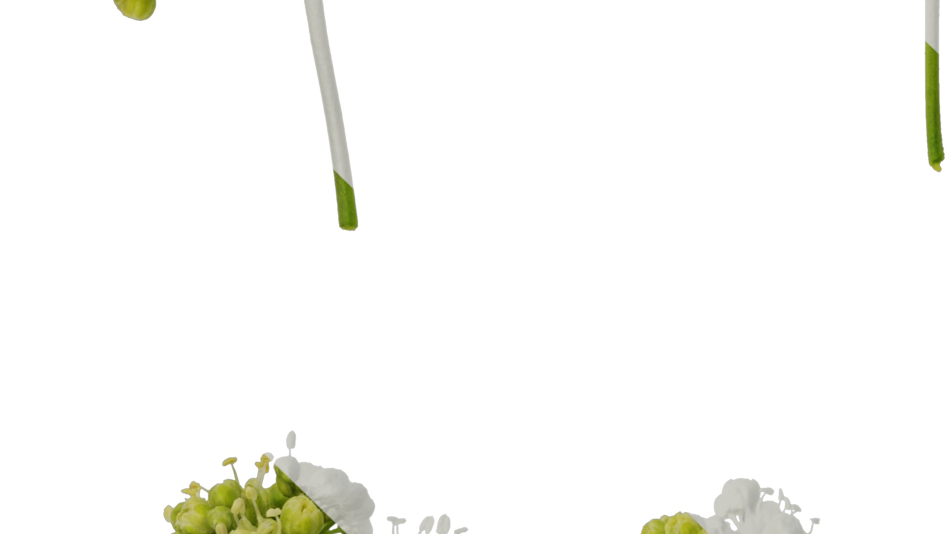 Anydrafts Acer tataricum Flower 01 Texture_5